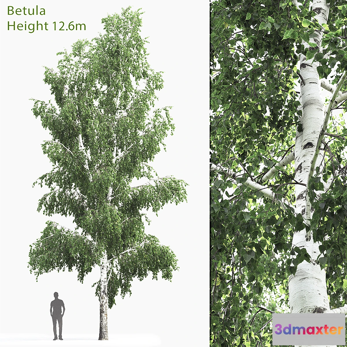1327542 - Betula # 4 (12.6m) 3D Max