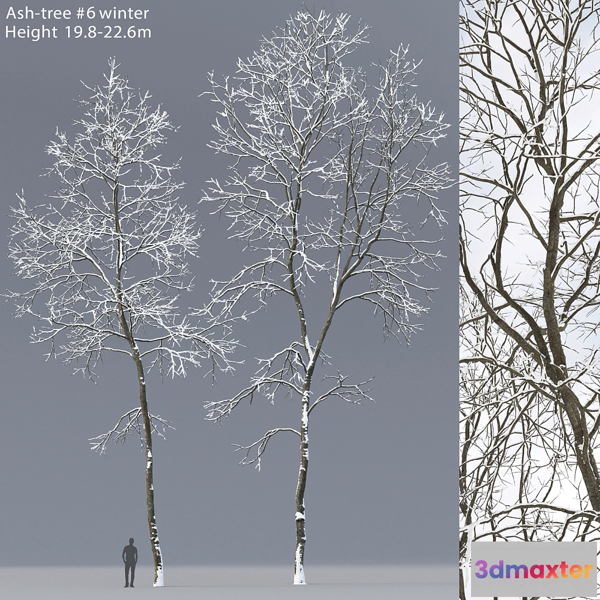 1327663 - Winter Ash  Ash-tree winter # 6 (19.8-22.6) 3D Max