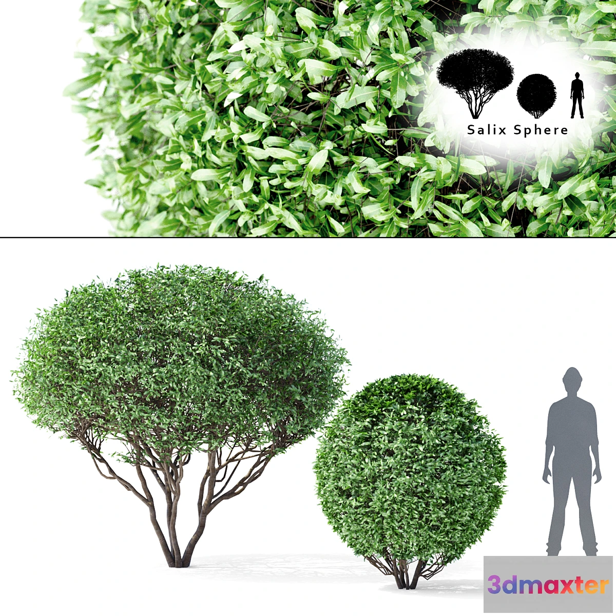 1328102 - Willow tree and tree  Salix Sphere 3D Max