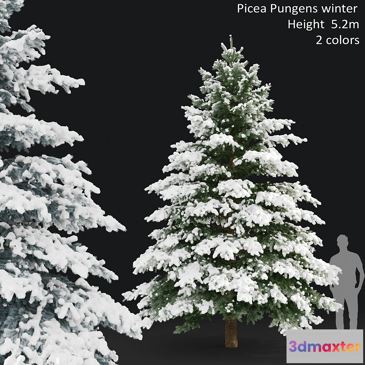1328291 - Winter spruce 3D Max