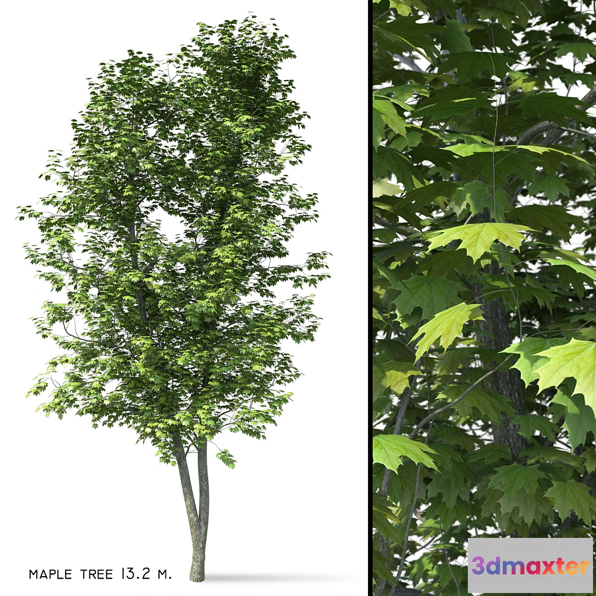1328484 - Maple (Ácer platanoídes) 13 meters 3D Max