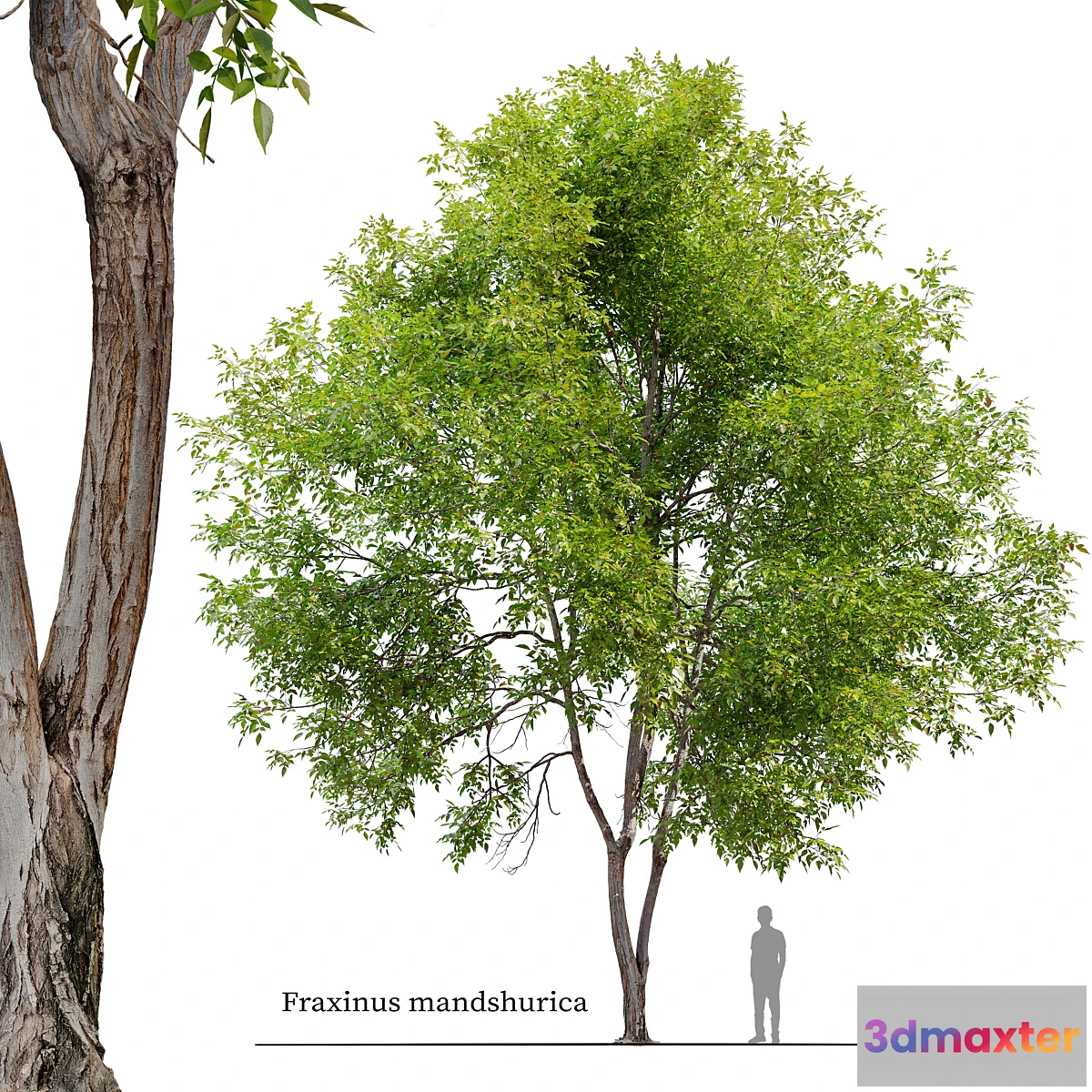 1328492 - Fraxinus mandshurica - No.2 3D Max