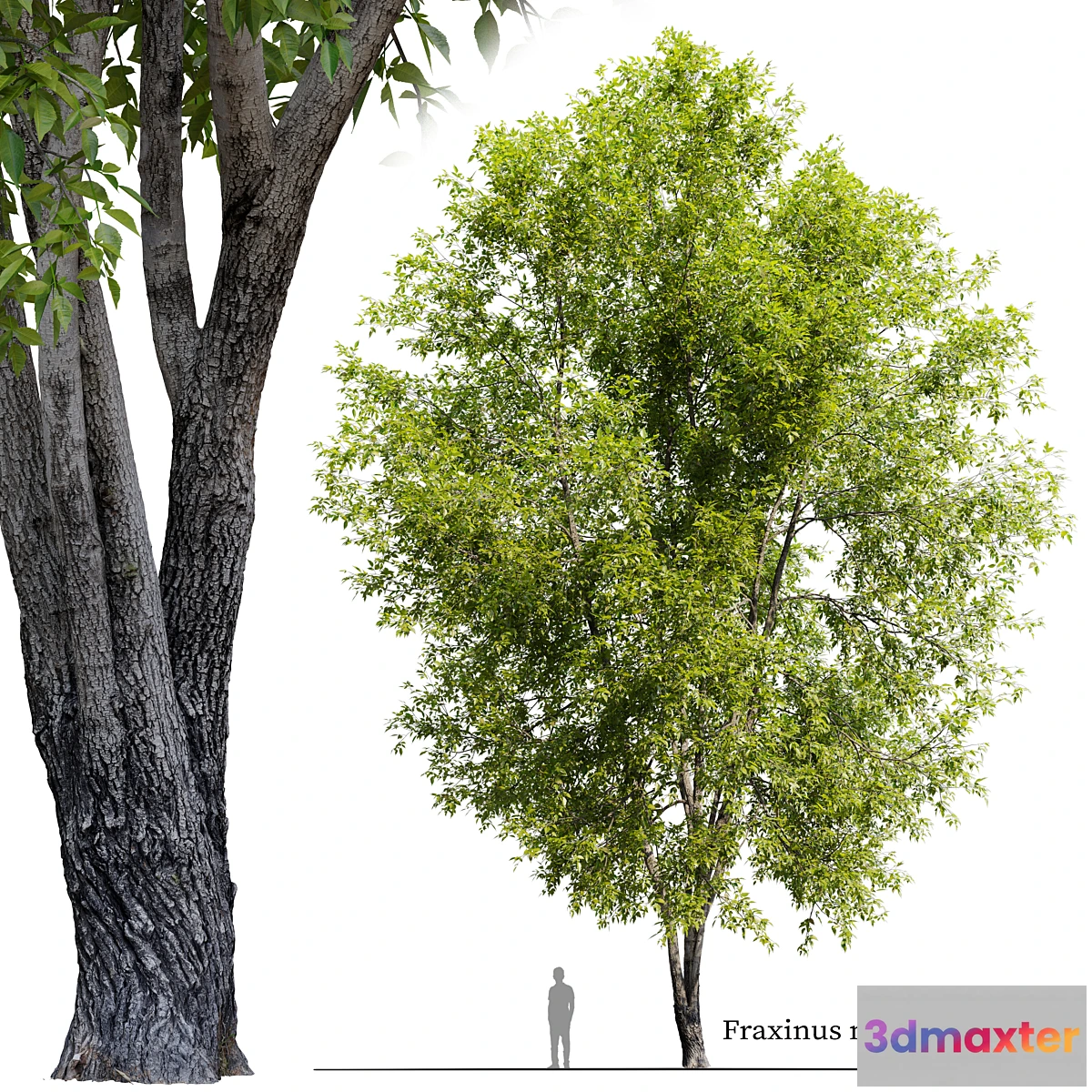 1328594 - Fraxinus mandshurica 2 - No.2 3D Max