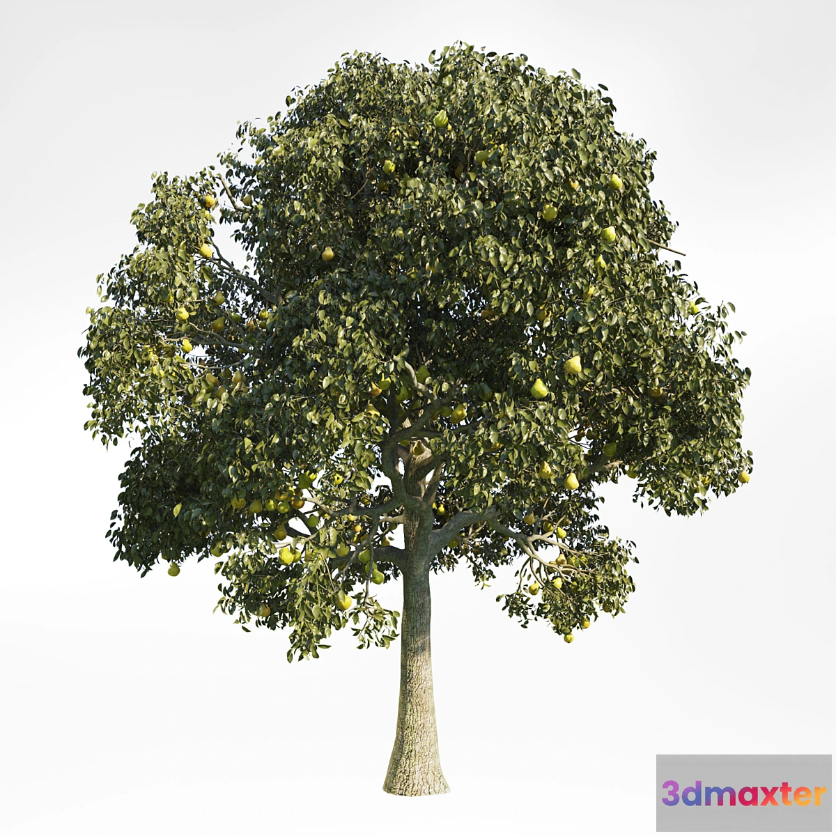 1330153 - Pear Tree 10 3D Max