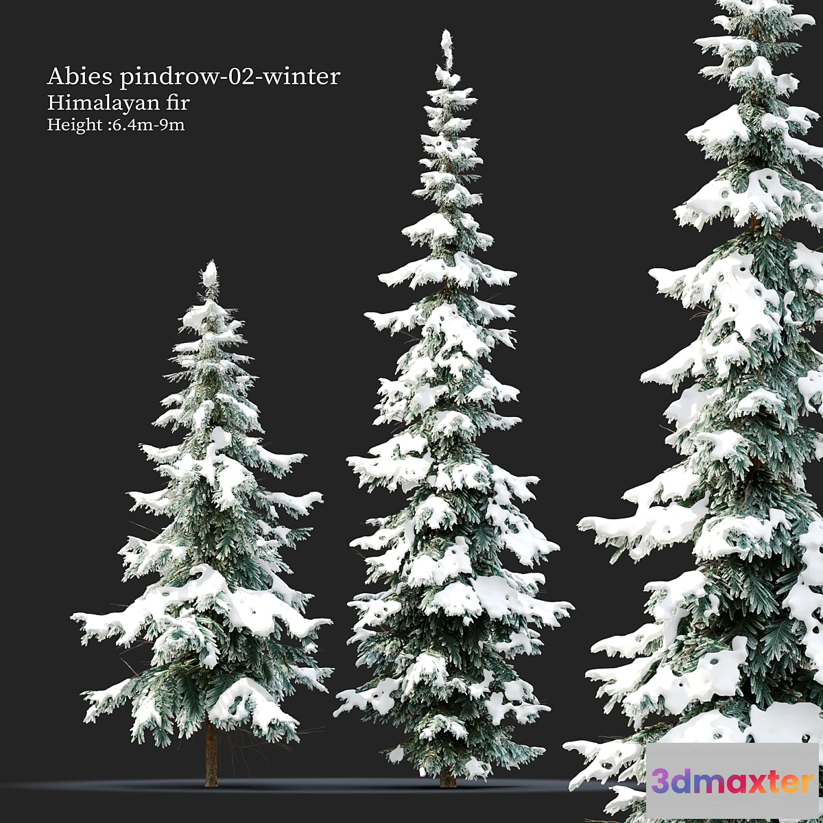 1330998 - Abies pindrow-winter-02 3D Max