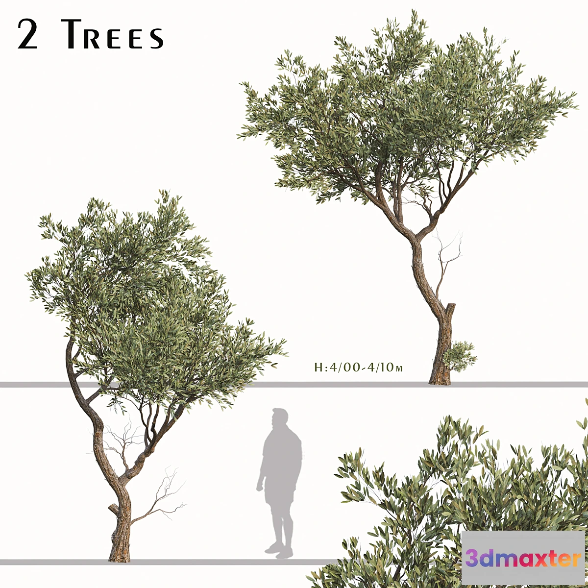 1331040 - Set of Fruitless Olive Trees (Olea Europaea) (2 Trees) 3D Max