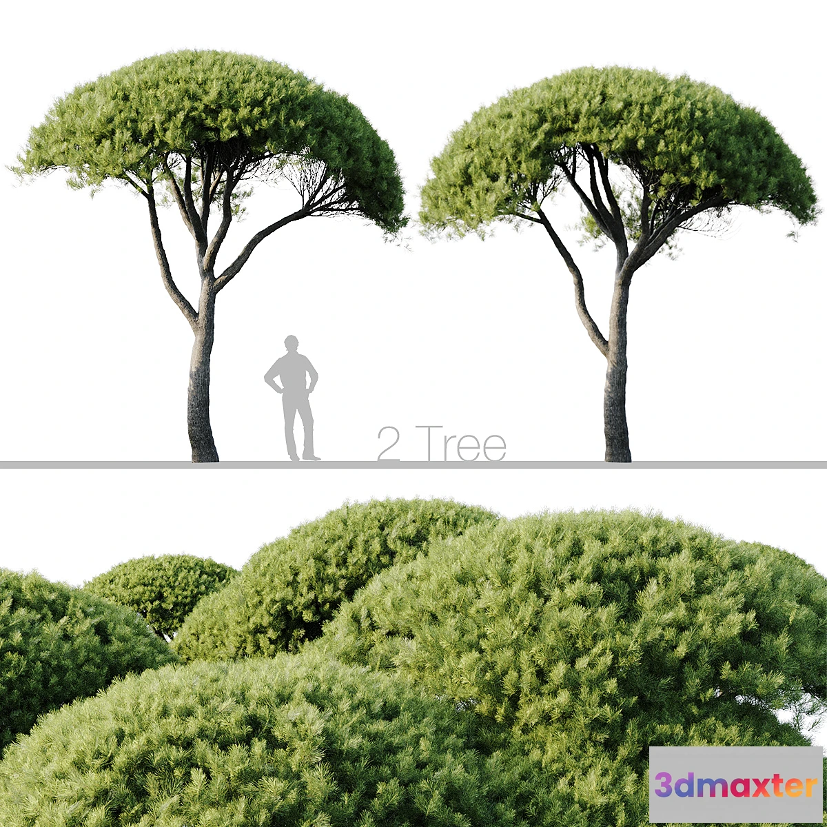 1331115 - Pinus Pinea 13m and 12m 3D Max