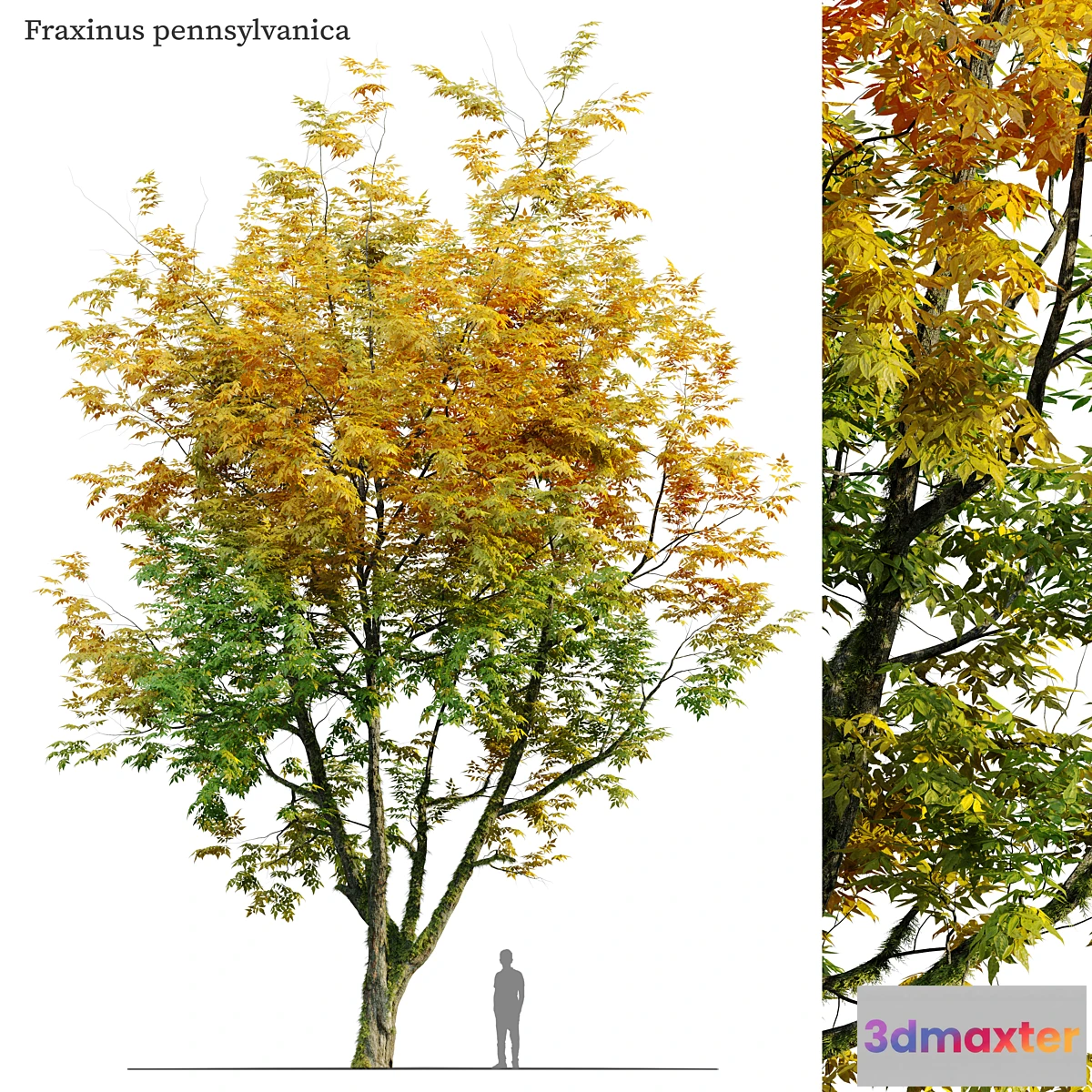 1331430 - Autumn fraxinus pennsylvanica - No.2 3D Max