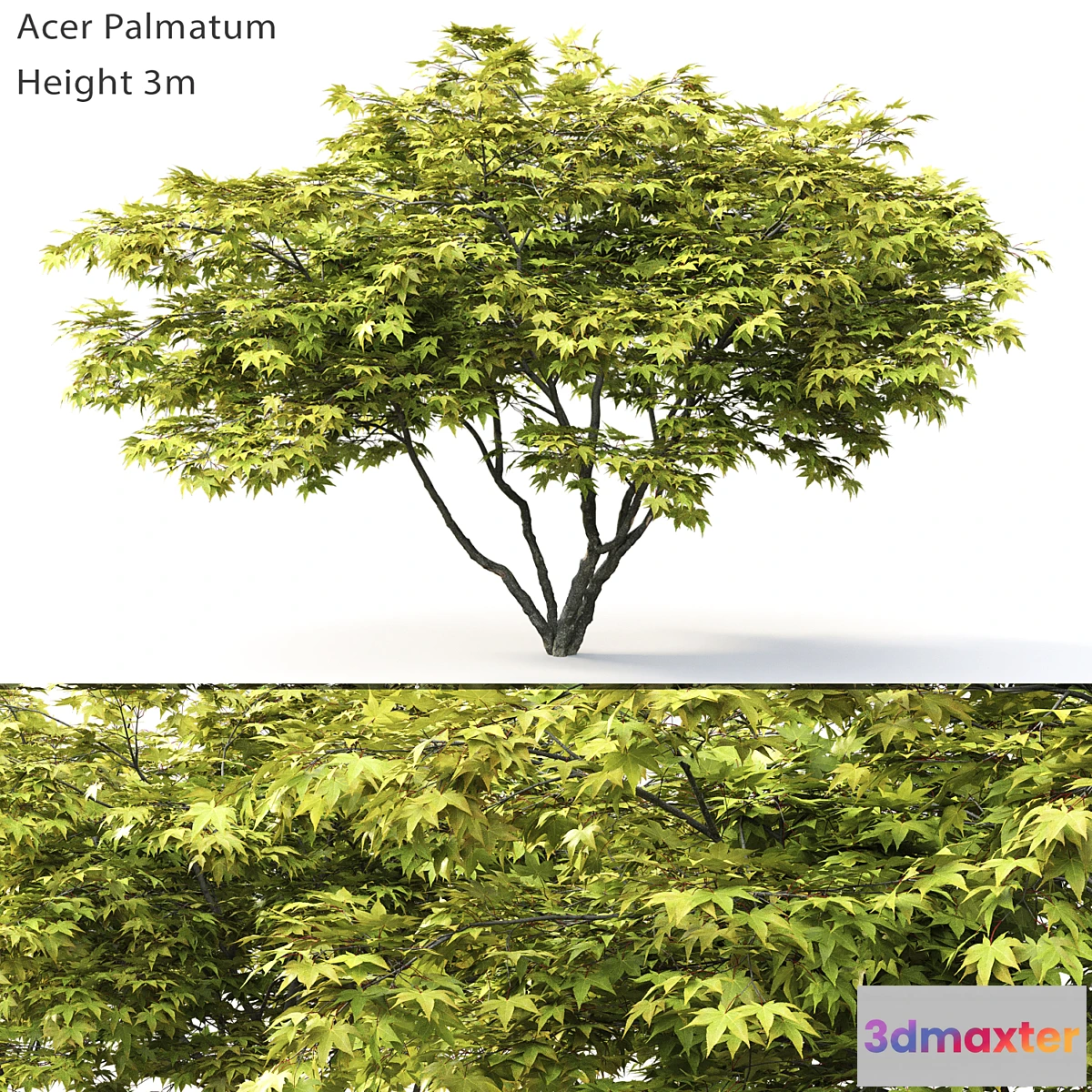 1331453 - Acer Palmatum 3D Max