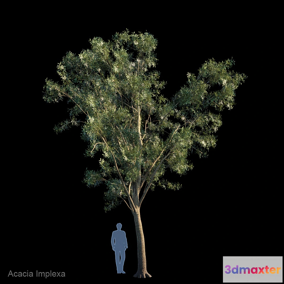 1332489 - Acacia Implexa 3D Max