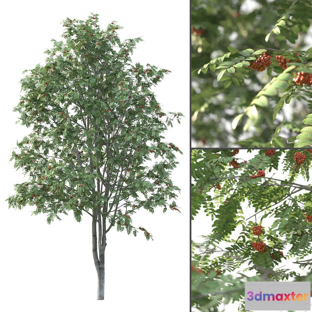 1333003 - Rowan - No.3 3D Max