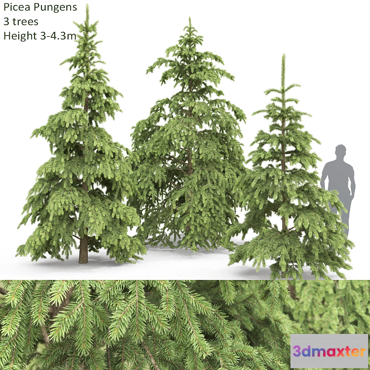 1334143 - Spruce - No.4 3D Max