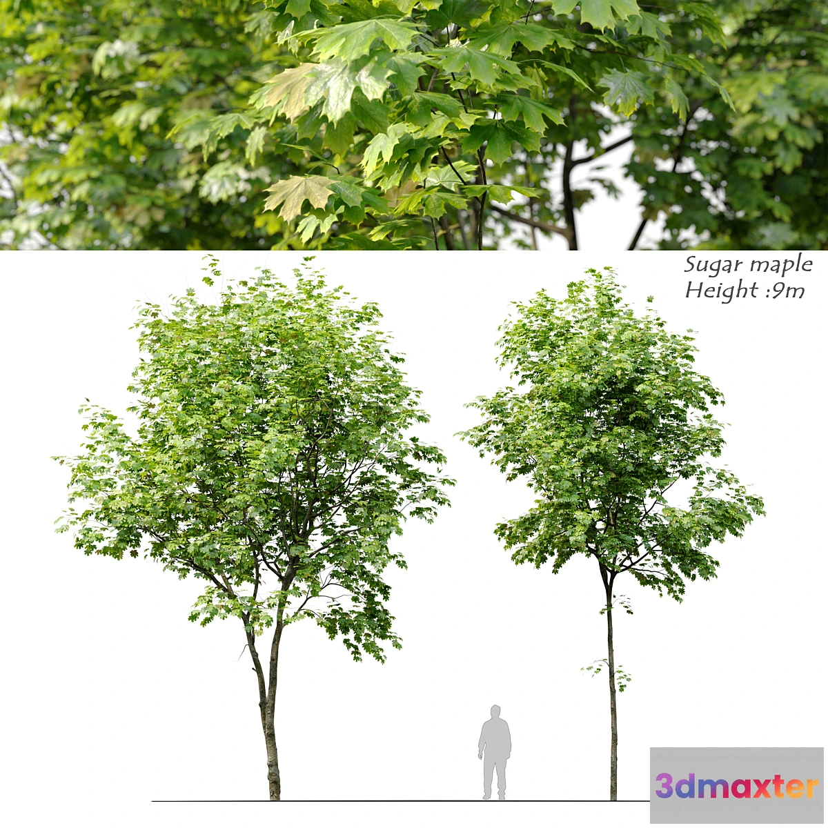 1334149 - Sugar maple - No.2 3D Max
