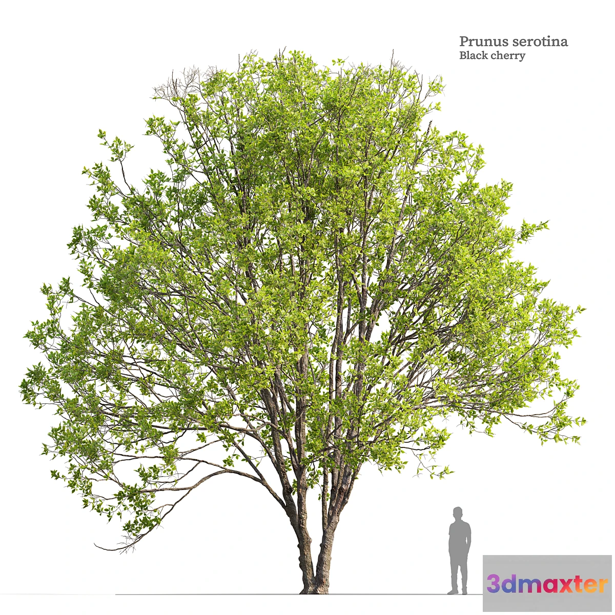 1334309 - Black cherry 02 3D Max