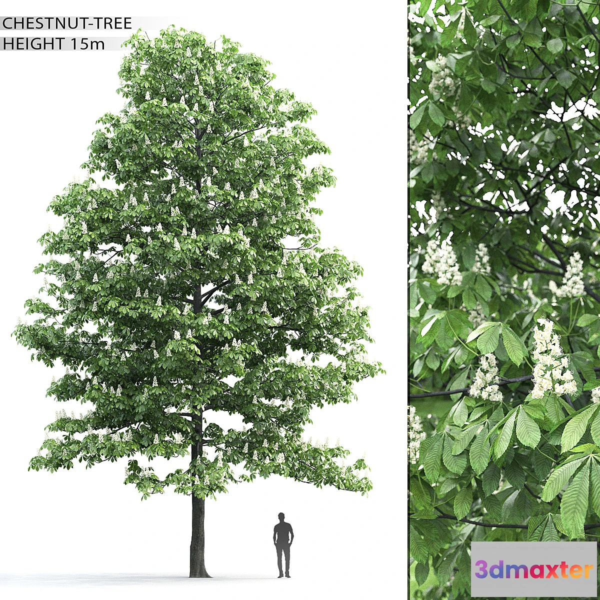 1334454 - Chestnut 3D Max