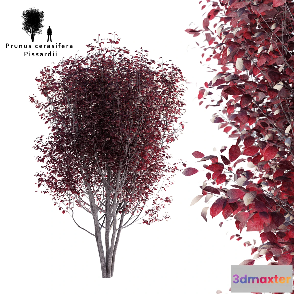 1334582 - Spread plum  Prunus cerasifera pissardii 3D Max