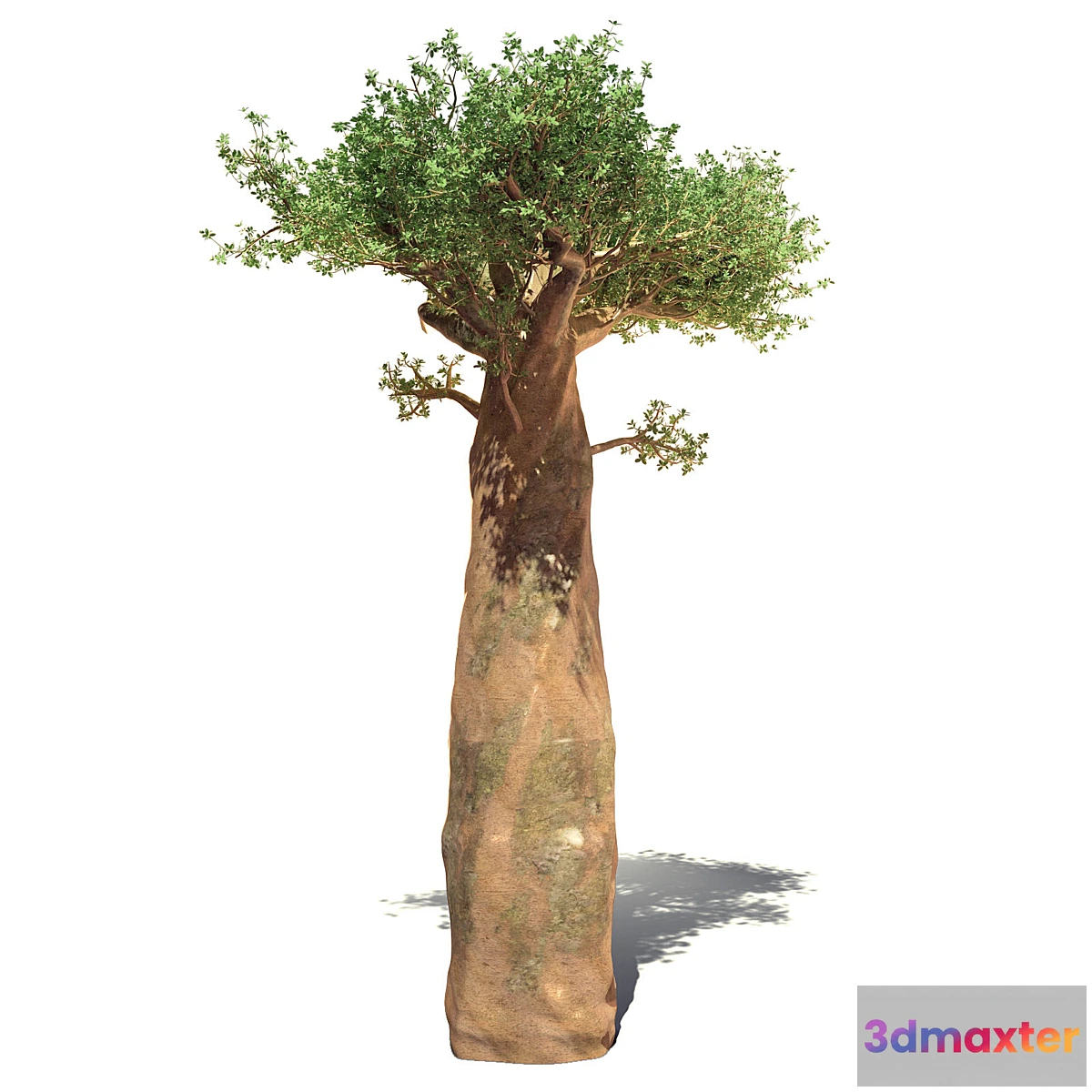 1334977 - madagaskar baobab - No.2 3D Max