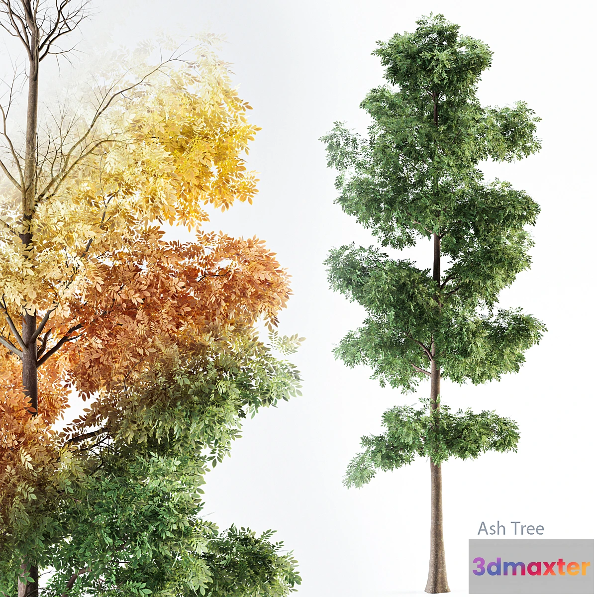 1335144 - Ash Tree 01 3D Max