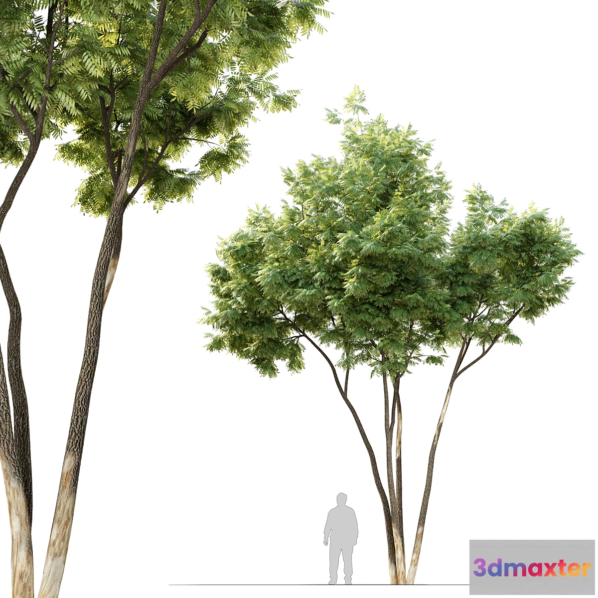 1335246 - Ash tree 12 3D Max