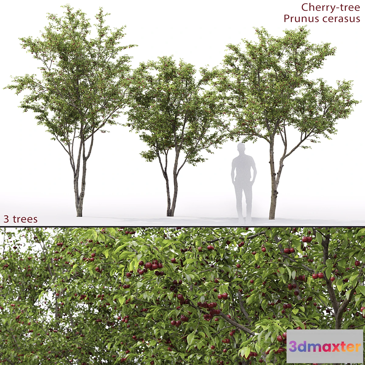 1336155 - Prunus cerasus  Cherry-tree # 1 3D Max