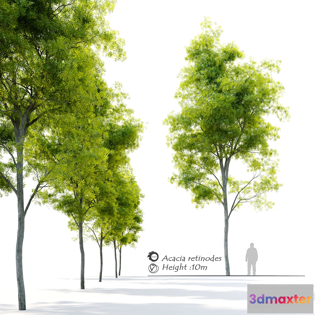 1336179 - Acacia retinodes (water wattle) 3D Max