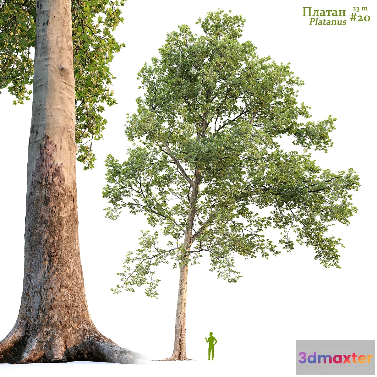 1336774 - Sycamore _ Platanus #20 3D Max