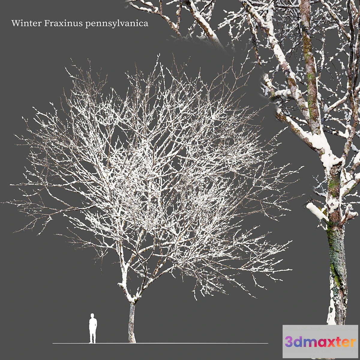 1337499 - Winter Fraxinus pennsylvanica 3D Max