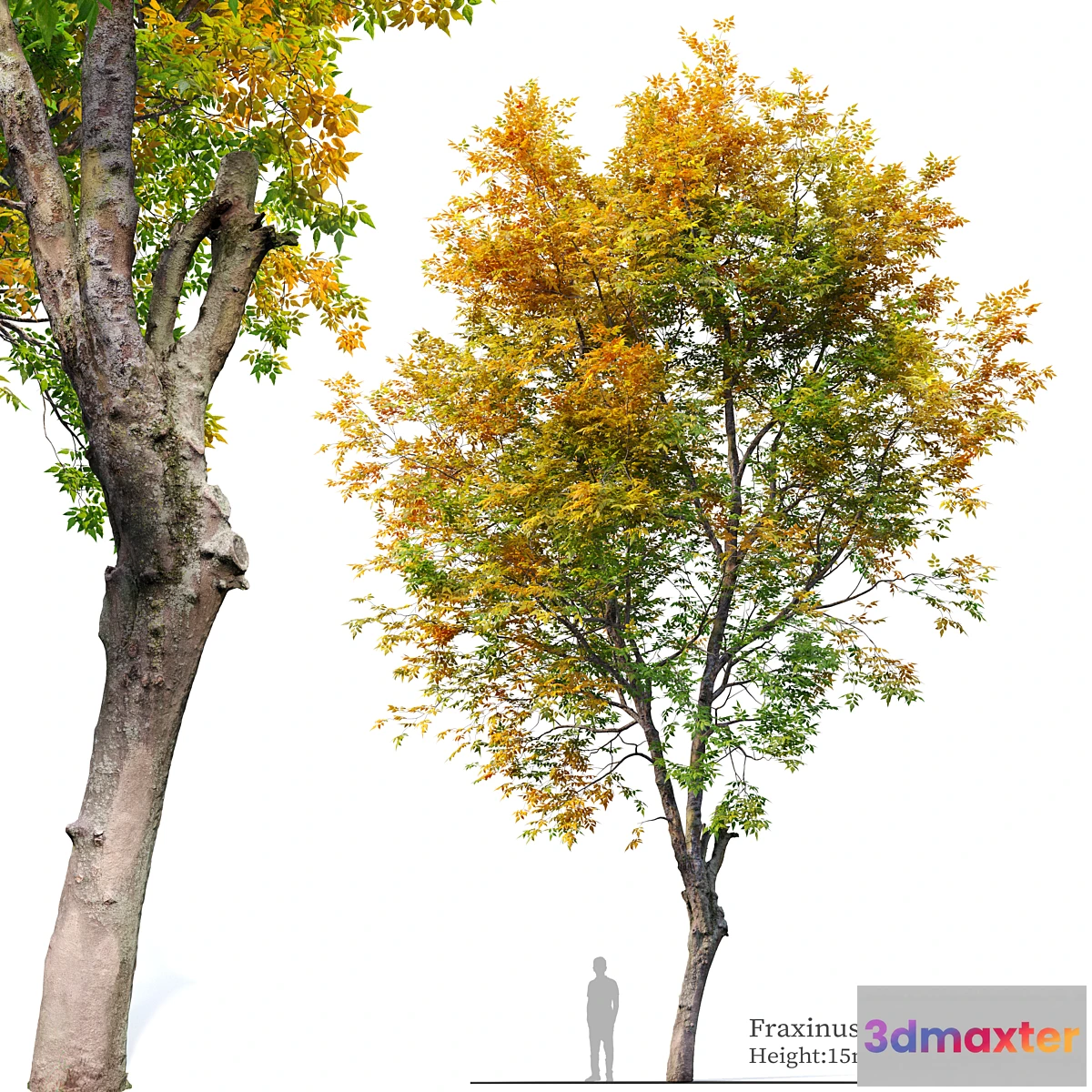 1338898 - Fraxinus excelsior 02 3D Max