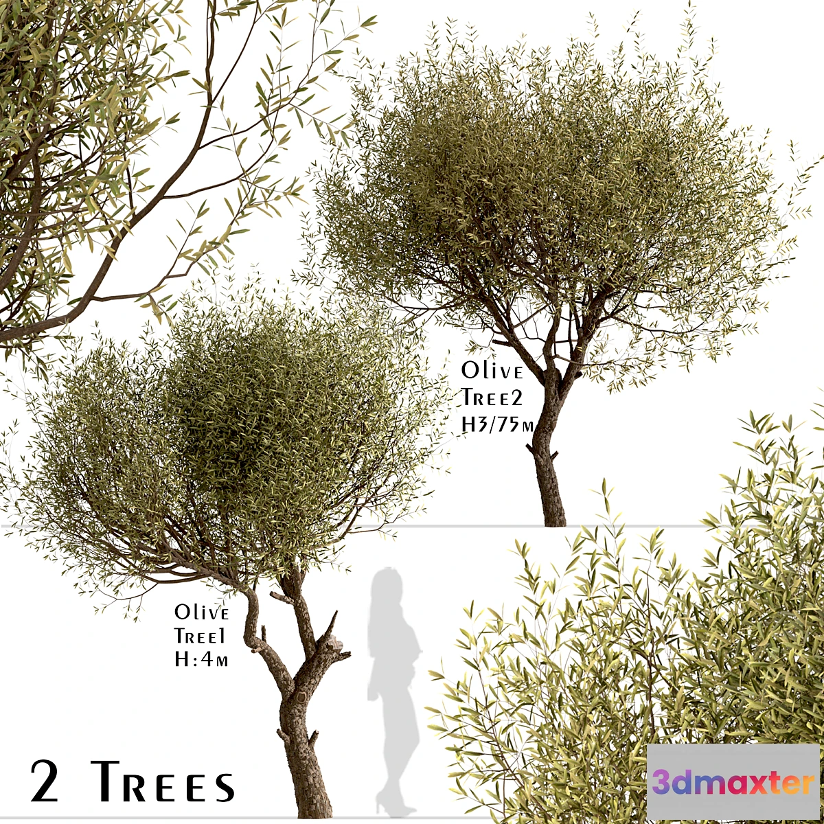 1339327 - Set of Olive Trees (Olea Europaea) (2 Trees) 3D Max
