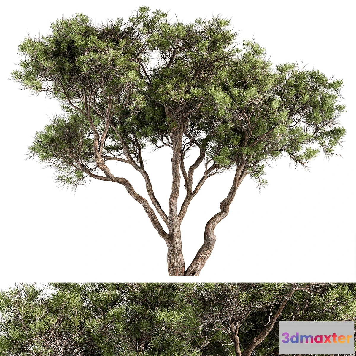 1339415 - Stone Pine Tree Set 190 - No.2 3D Max