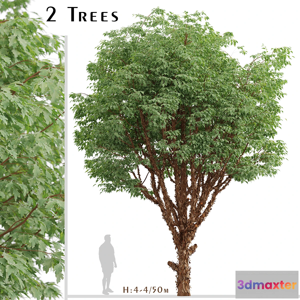 1340602 - Set of Paperbark Maple Trees (Acer Griseum) (2 Trees) 3D Max