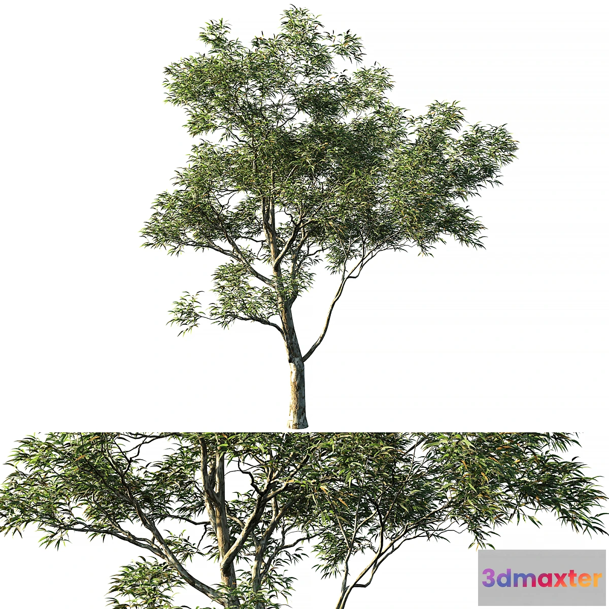 1340682 - Eucalyptus saligna 03 3D Max