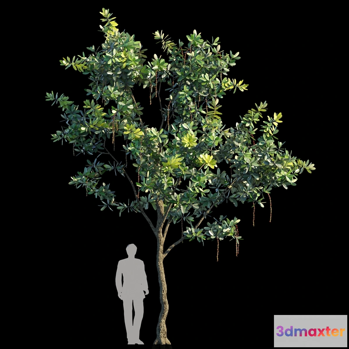 1341108 - Barringtonia Acutangula Var 2 3D Max