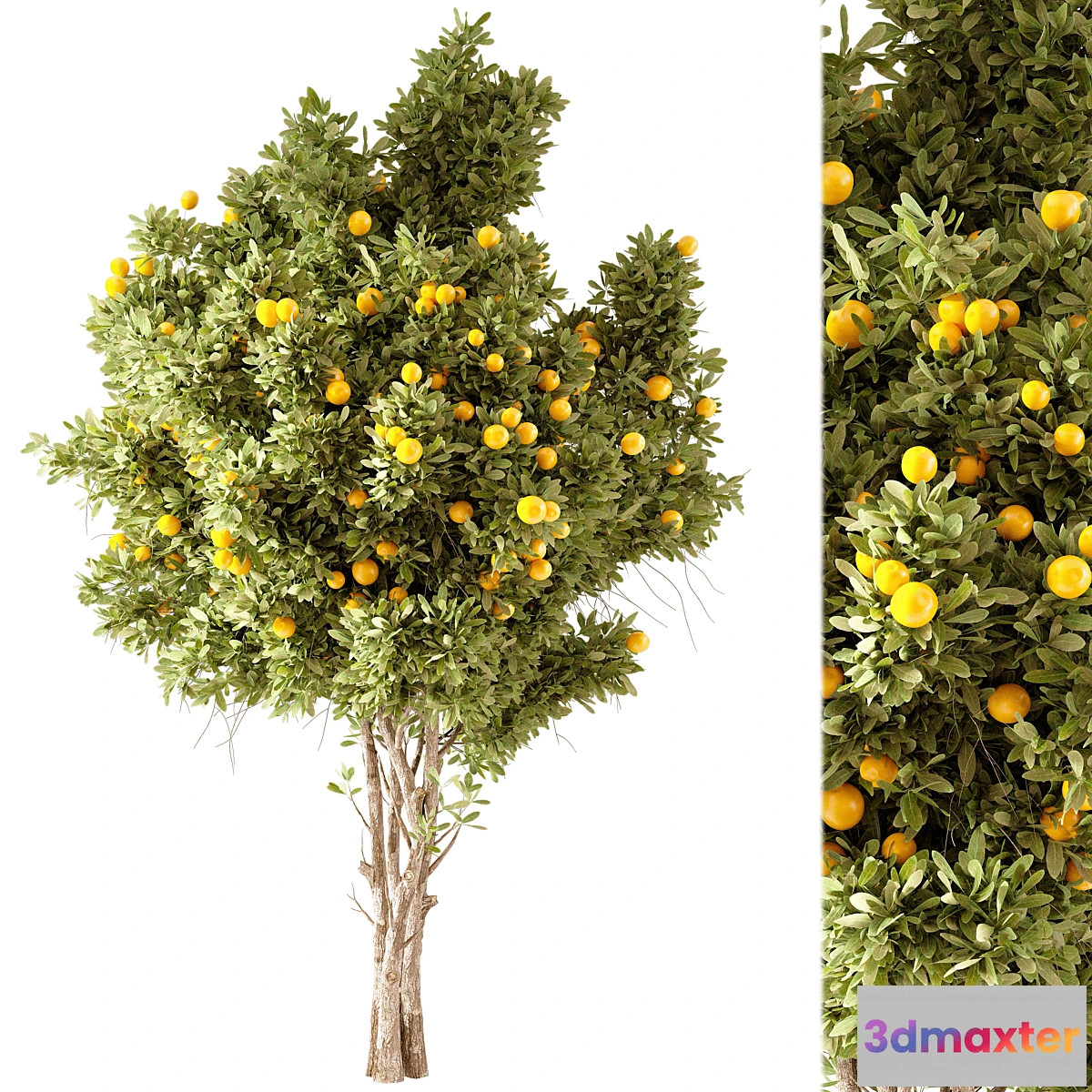 1341359 - Orange Tree 01 3D Max