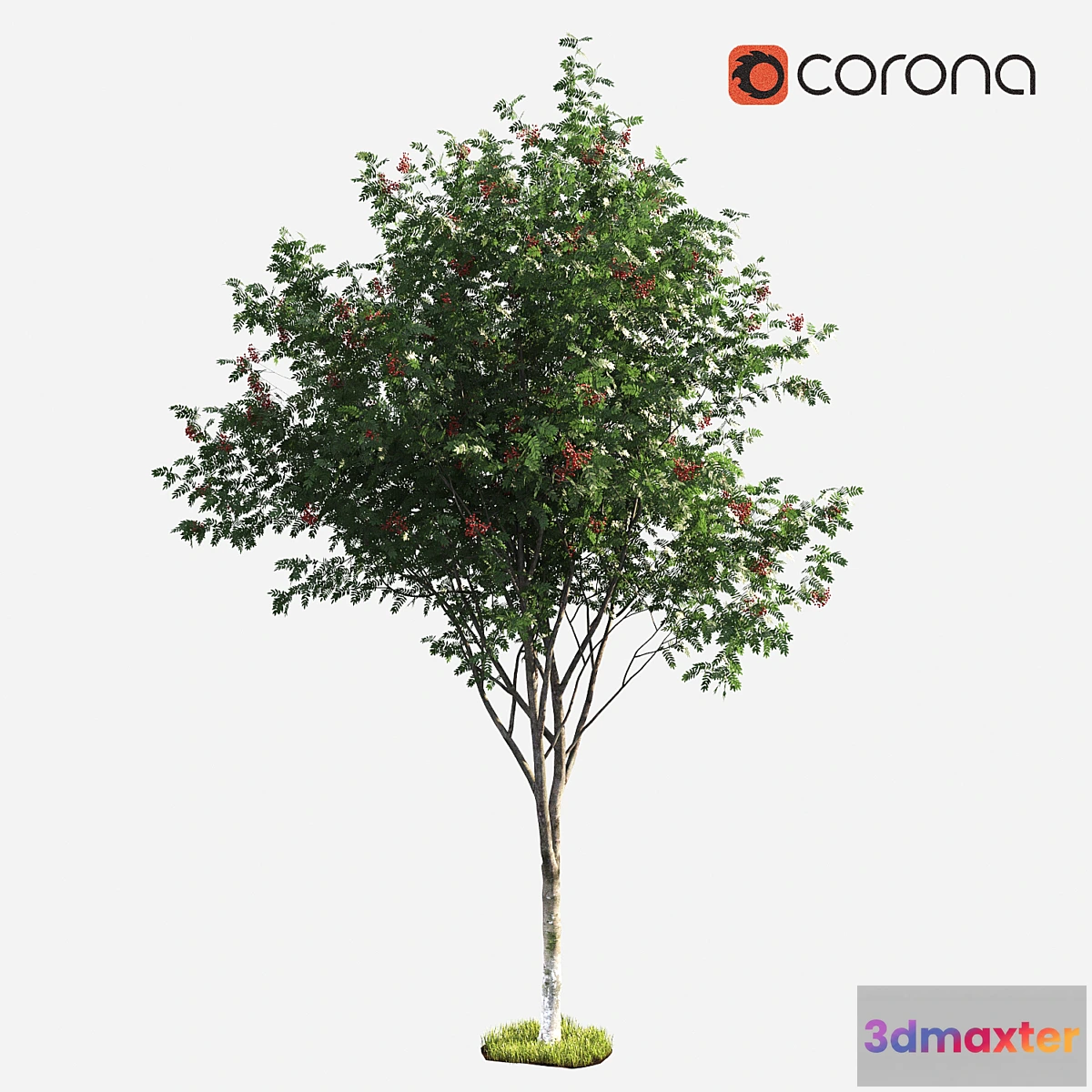 1341389 - Rowan - No.2 3D Max