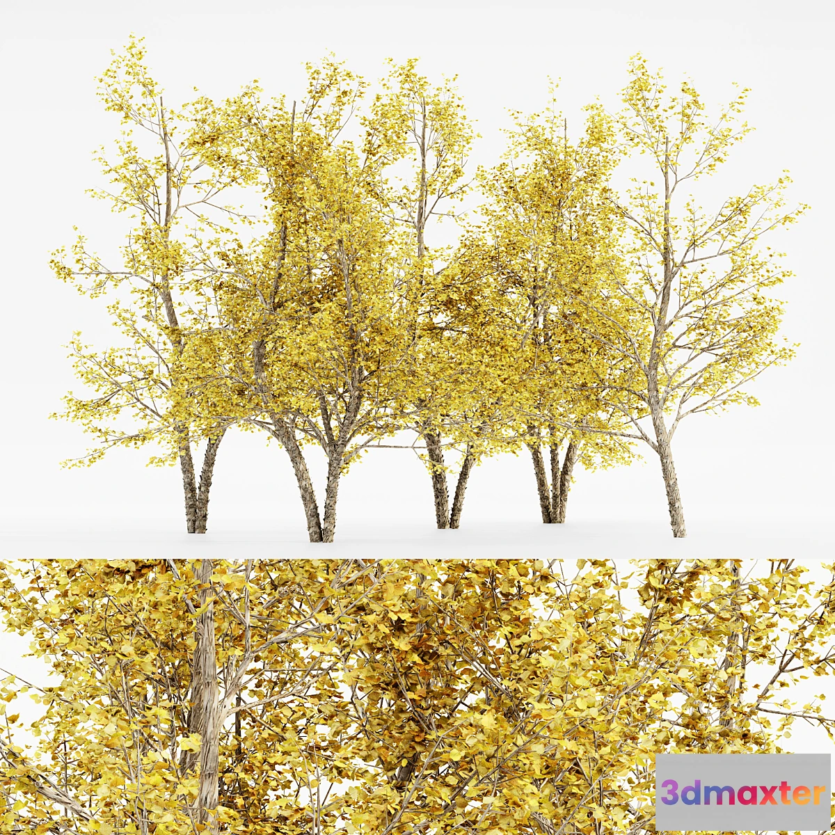 1341610 - River Birch fall 5 TREE 3D Max