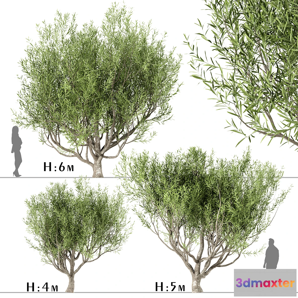 1342282 - Set of Olive Trees (Olea Europaea) (3 Trees) 3D Max