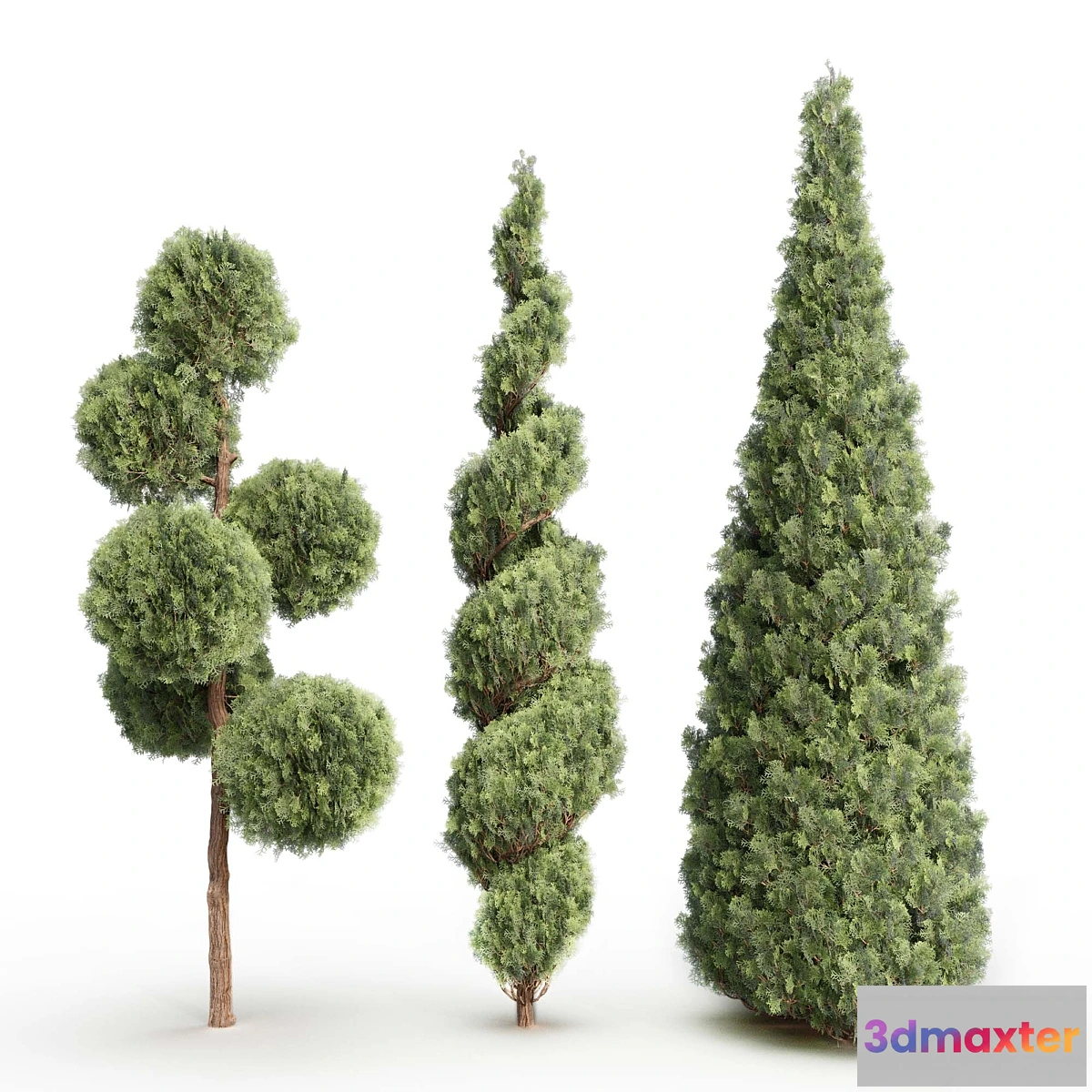 1343739 - Thuja # 1 (Thuja # 1) 3D Max