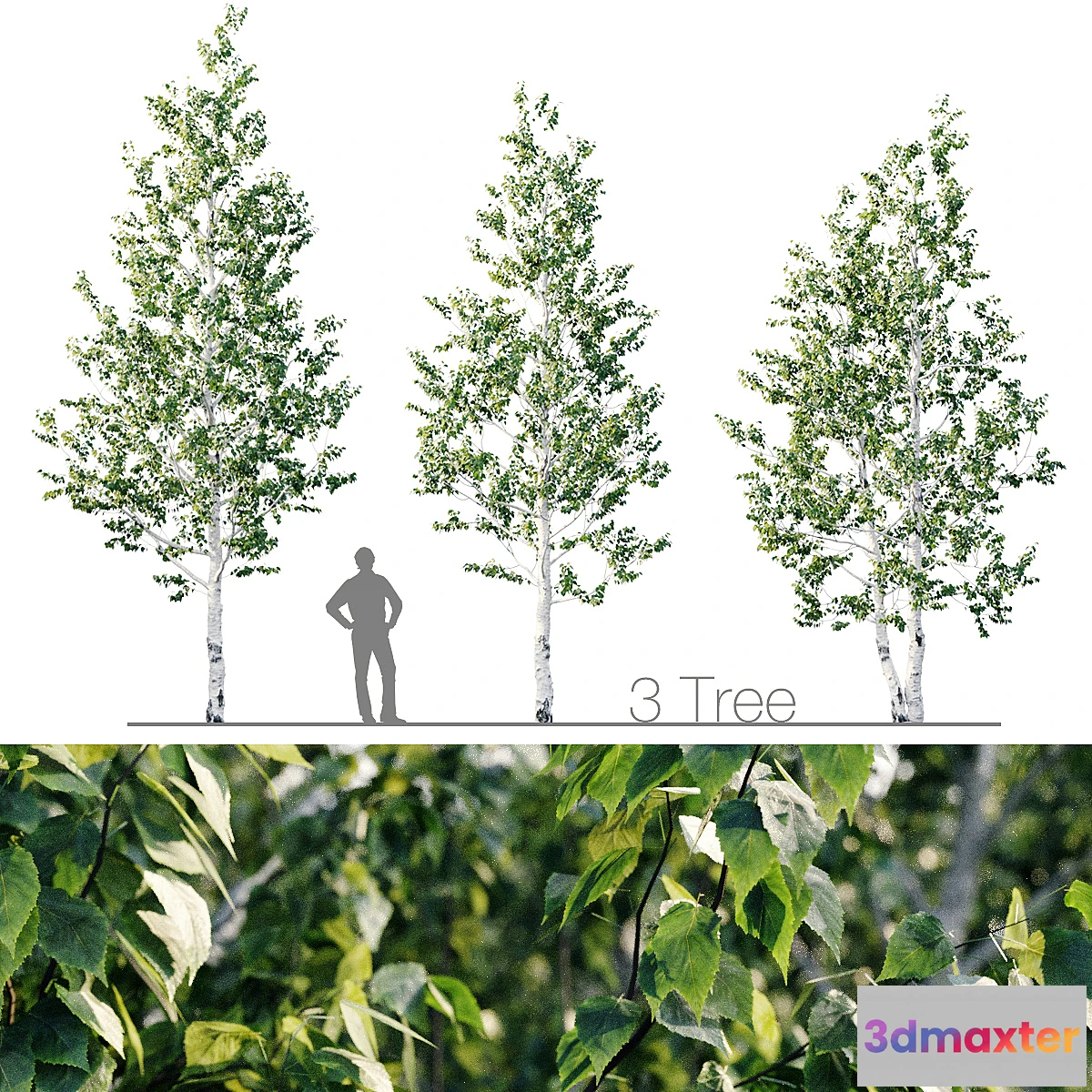 1343833 - Birch 8m - 7m 3D Max