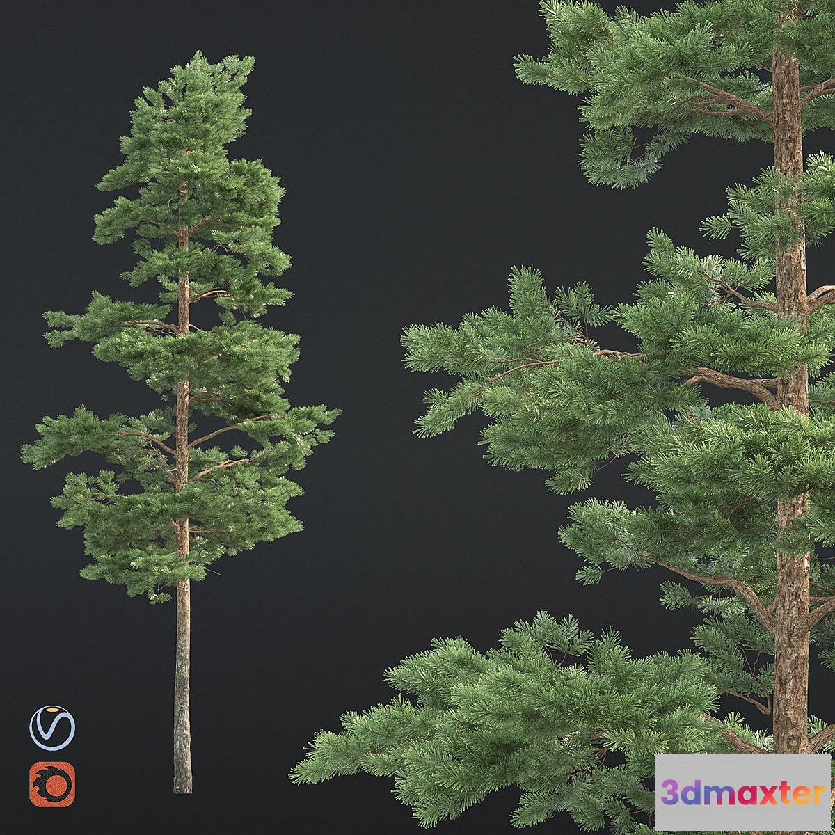 1344628 - Pine - No.4 3D Max