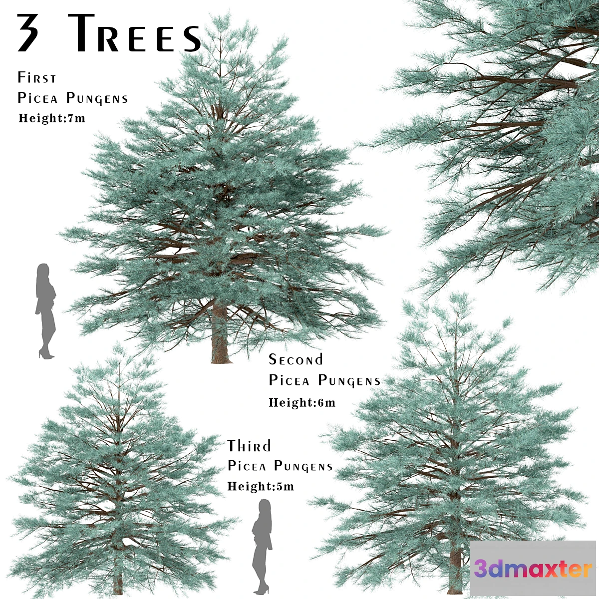 1344768 - Set of Picea Pungens Trees (Blue spruce) (3 Trees) 3D Max