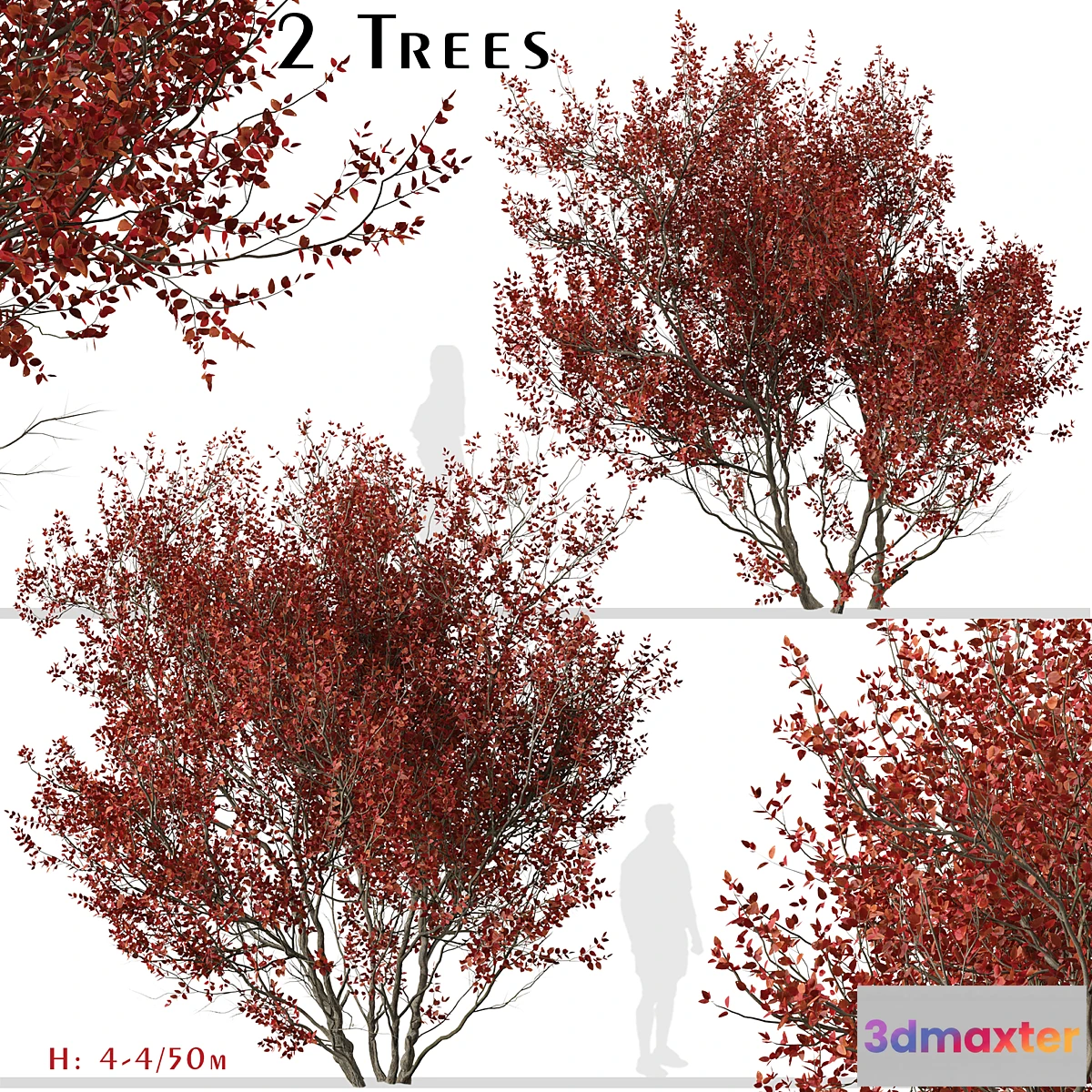 1344981 - Set of Cotinus Grace Trees (Smoke Tree) (2 Trees) 3D Max