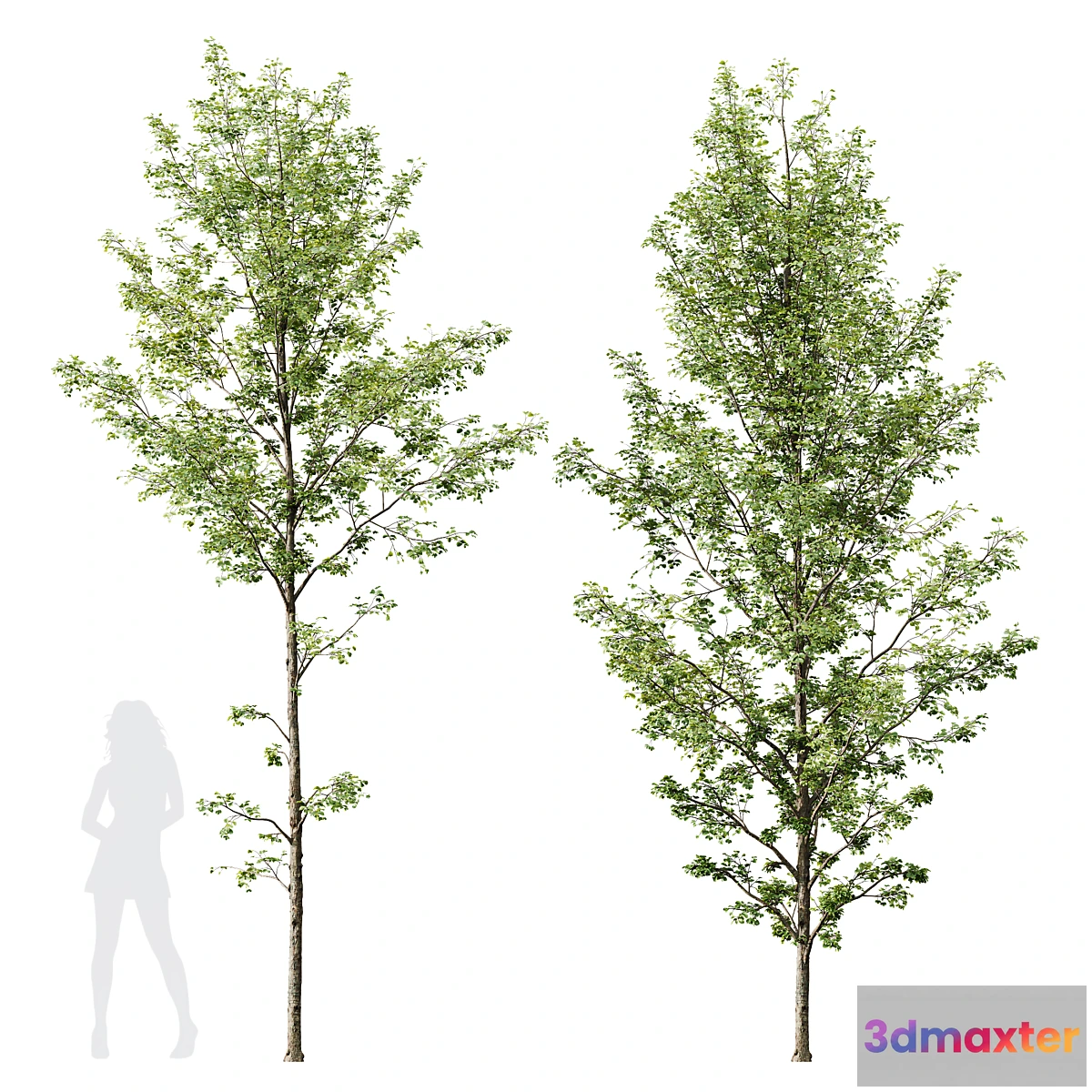 1345210 - HQ Plants Alnus Glutinosa03 3D Max