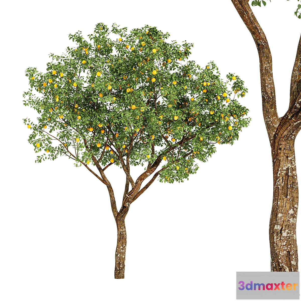 1345217 - fruit trees-orange 3D Max