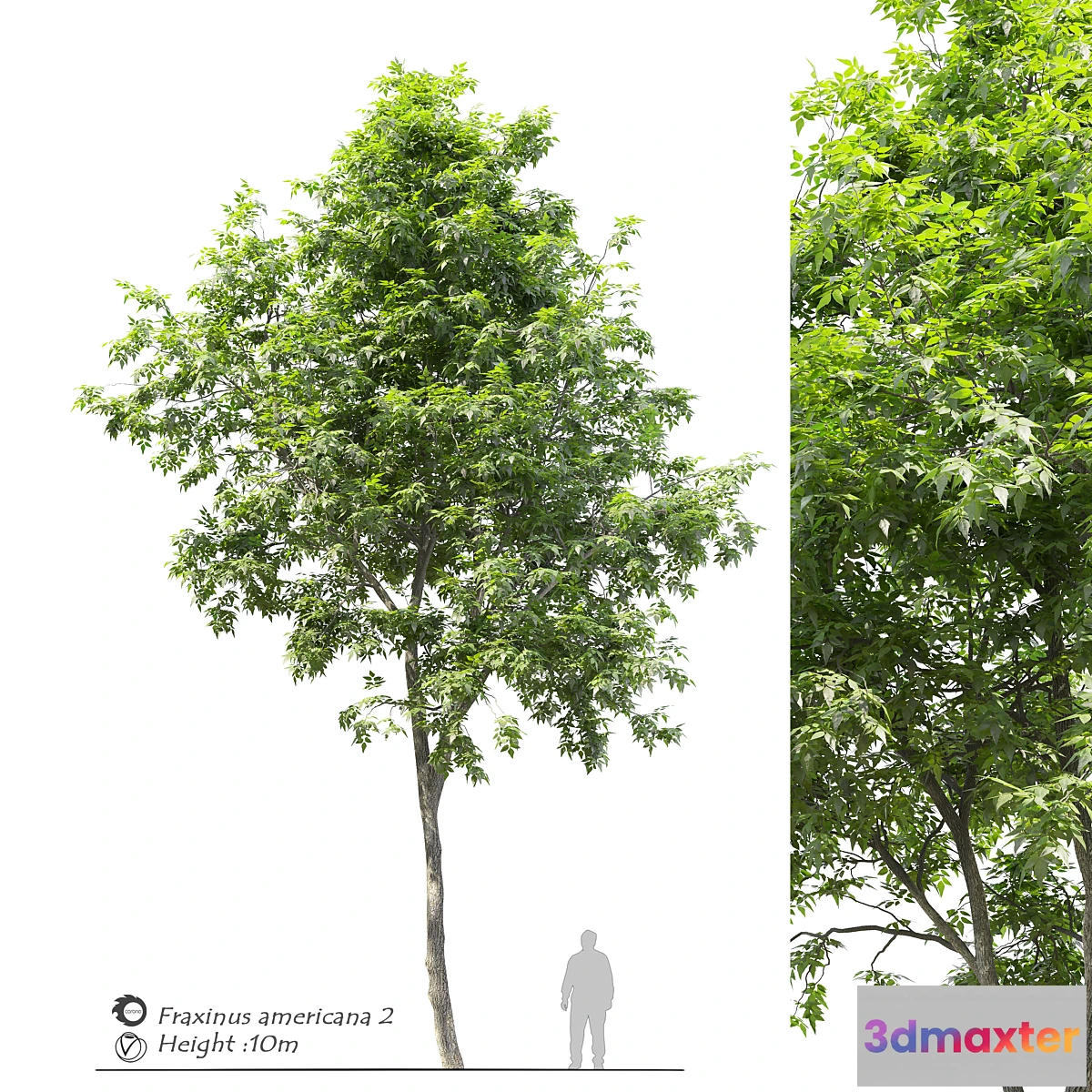1345370 - Fraxinus americana (White ash) 2 3D Max