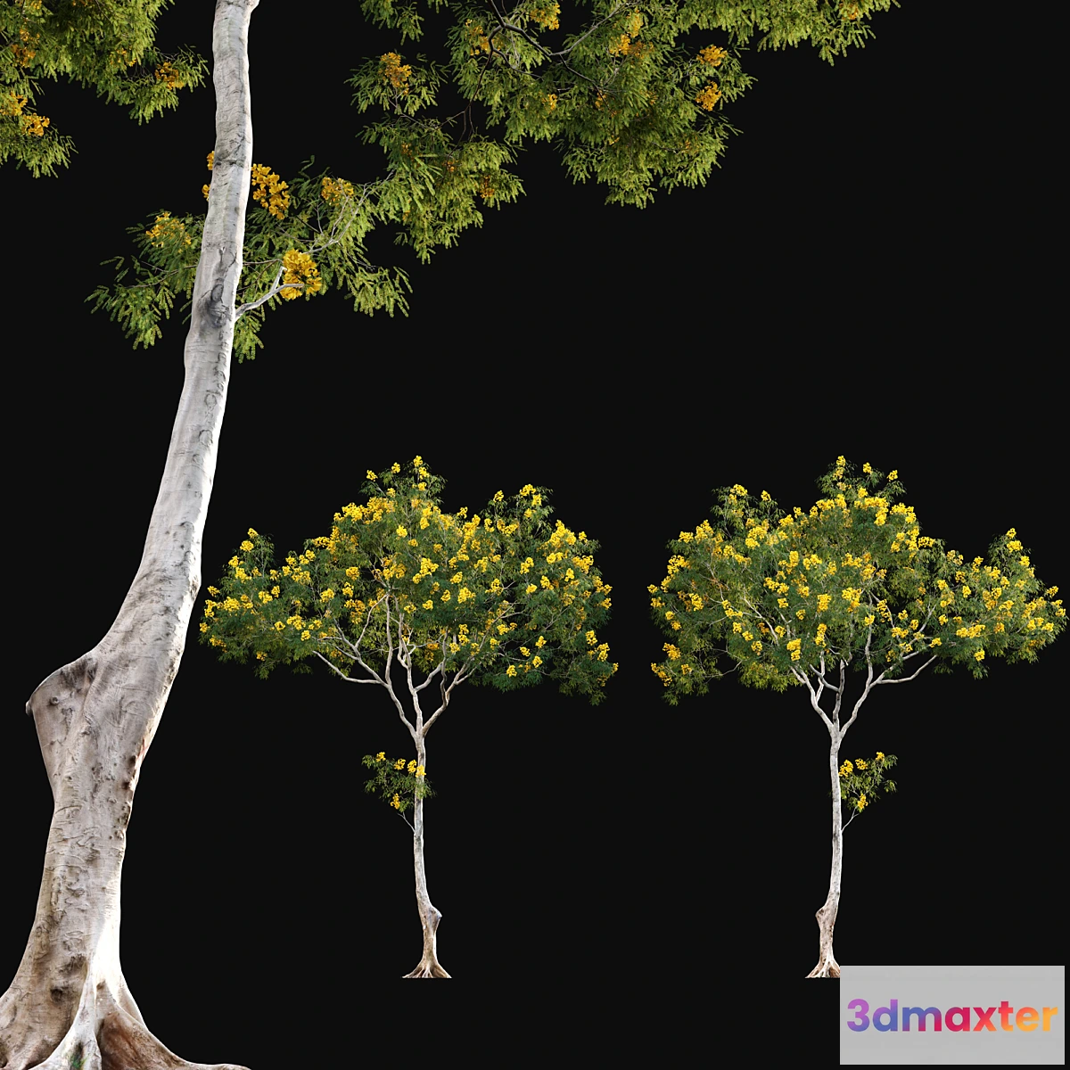 1345754 - Cassia splendida - Golden Wonder Senna 3D Max