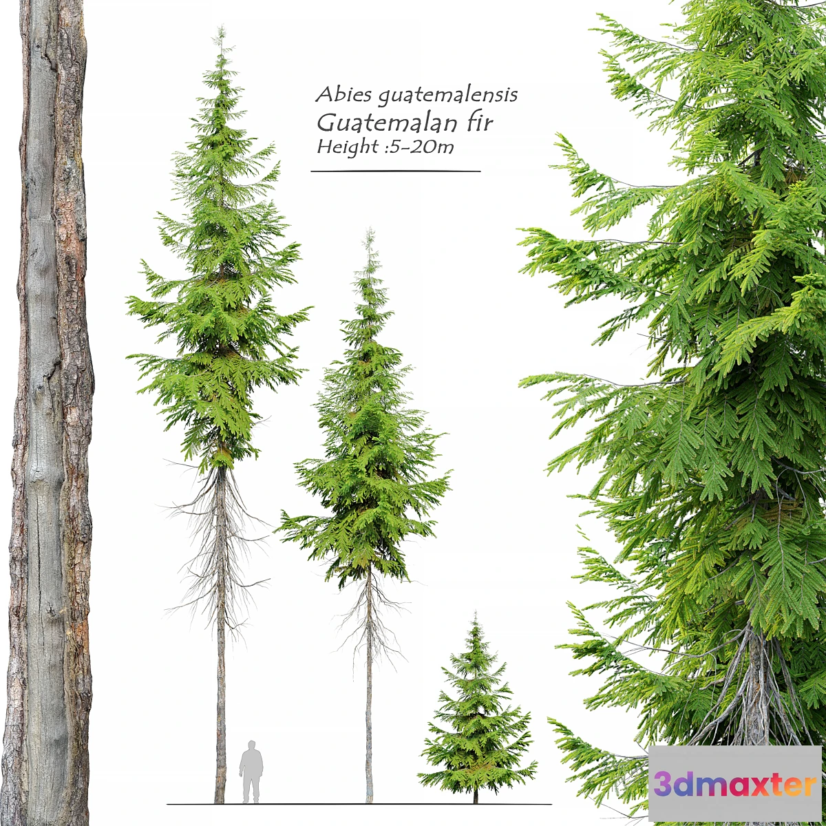 1345859 - Abies guatemalensis - No.2 3D Max