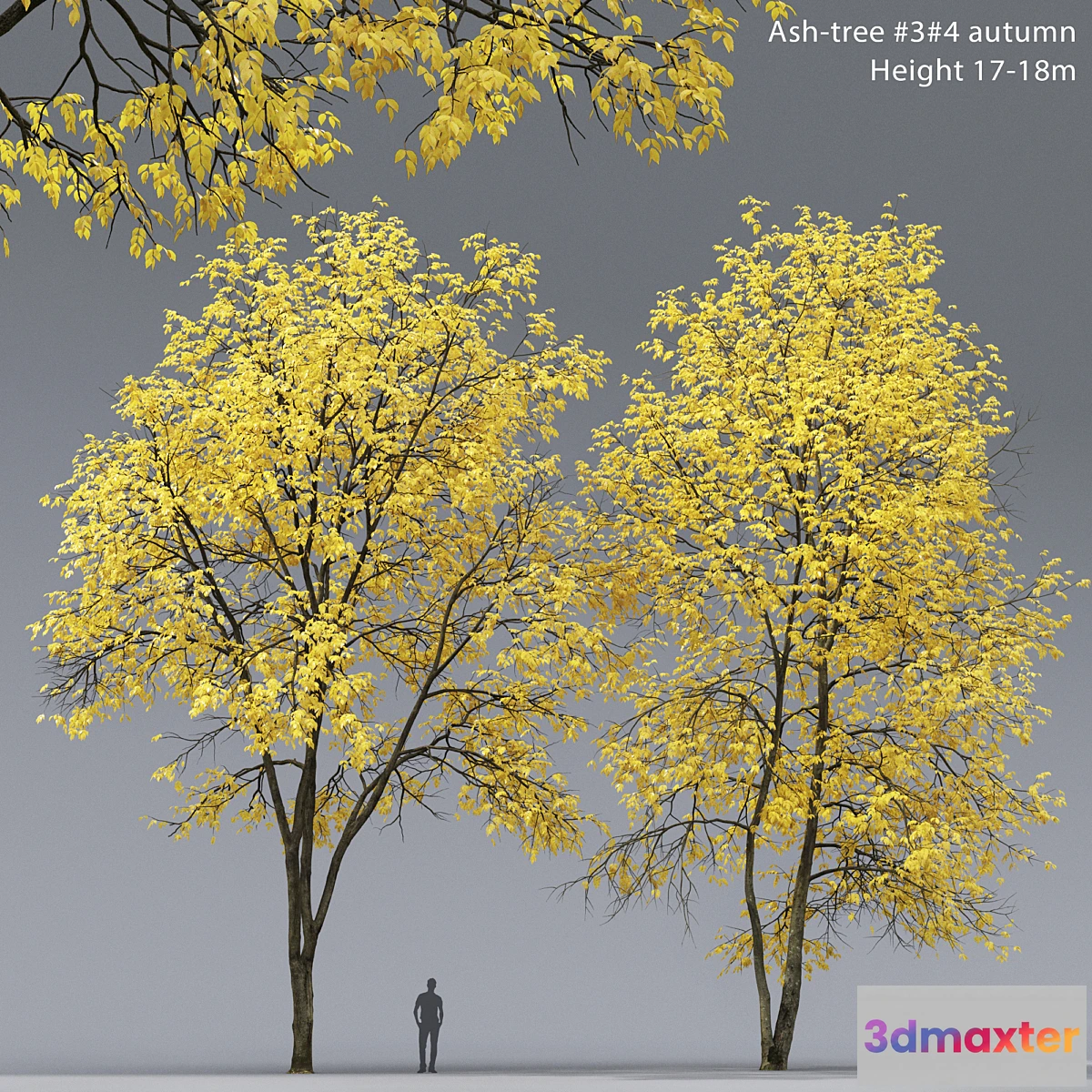 1346348 - Autumn Ash  Ash-tree autumn # 3_4 (17-18m) - No.2 3D Max