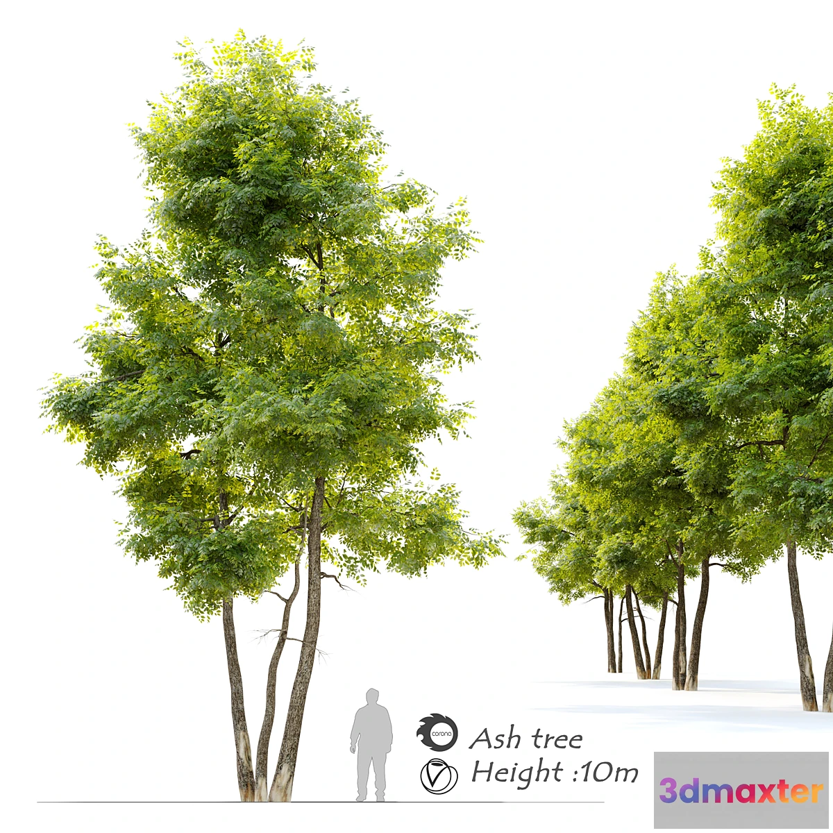 1349422 - Ash tree 13 3D Max