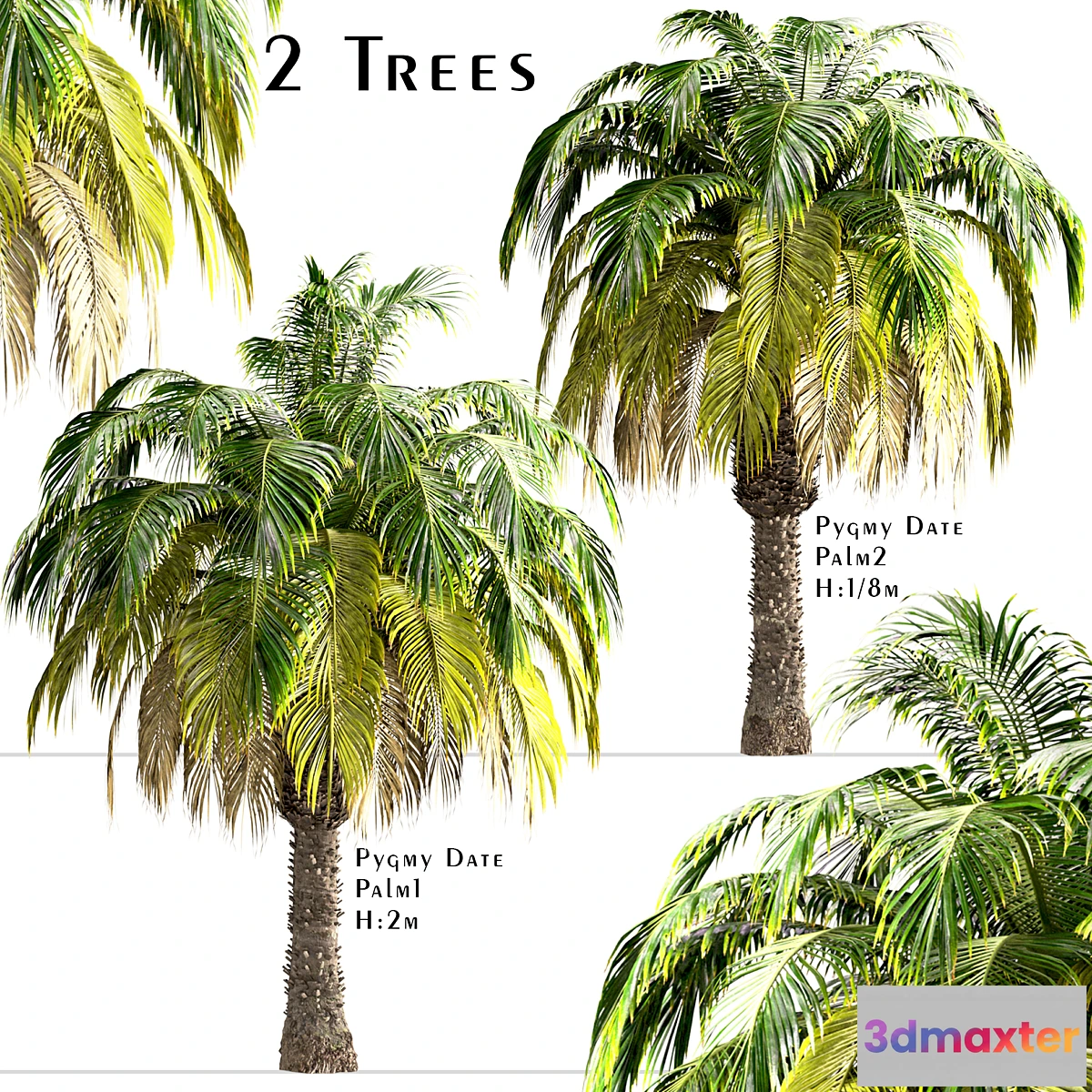 1350185 - Set of Pygmy Date Palm Trees (Phoenix Roebelenii) (2 Trees) 3D Max